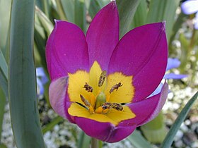 Tulipa humilis