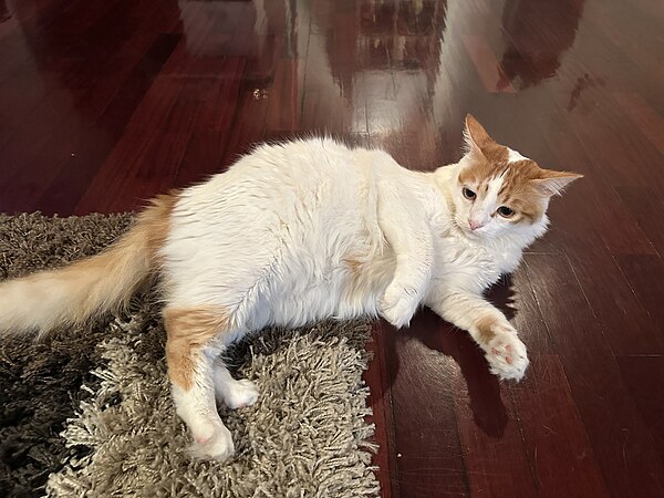 Van-patterned red tabby-and-white Turkish Van cat