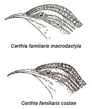 Comparaison entre les têtes de deux sous-espèces du Grimpereau des bois : C. f. macrodactyla et la forme autrefois appelée « C. f. costae ».