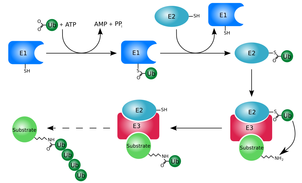 Ubiquitylation