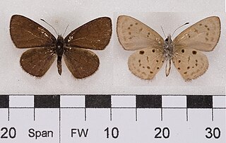 <i>Una usta</i> Species of butterfly
