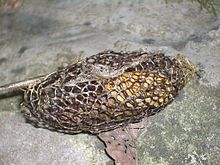 Cocoon and pupa. VM 5252 Muyu hills forest - coccoon.jpg