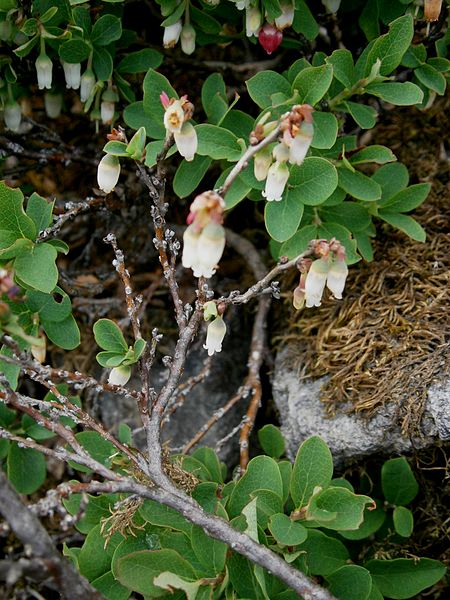 File:Vaccinium uliginosum flowers.jpg