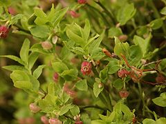 Bilberry: Species of plant