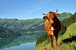 Thumbnail for Tarentaise cattle