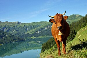Tarentaise Cow Vache-tarentaise-et-le-lac-de-roseland-ferme--6614e1T650.jpg