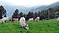 Vaches gasconnes en estive