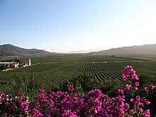 View of vineyards in the Valle de Guadalupe Valle de Guadalupe.jpg