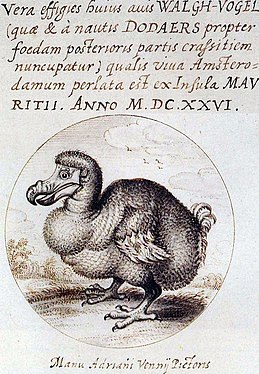 La representació d'Adriaen van de Venne de 1626 d'un dodo que afirmava haver vist