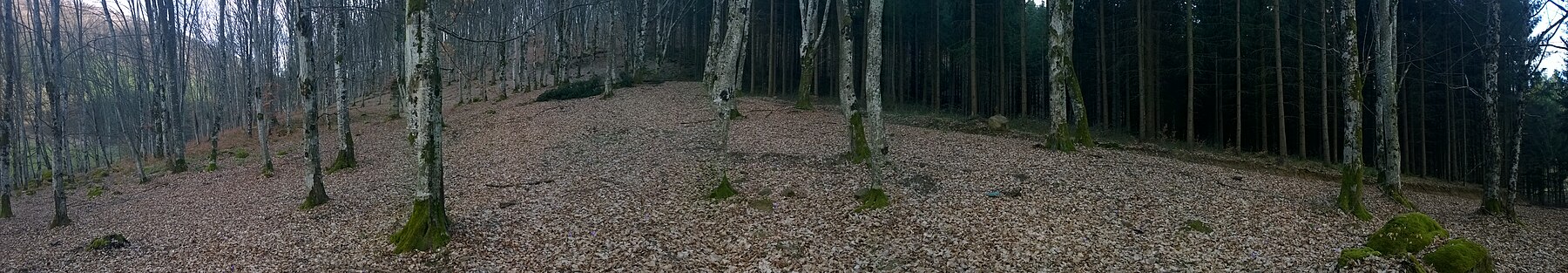 Varciorog forest panorama.jpg