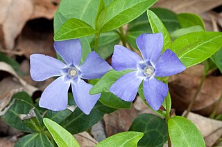 <i>Vinca minor</i> Species of flowering plant in the dogbane family