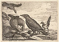 Wenceslas Hollar - Raven, crows and magpies.jpg