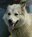 West Siberian Laika, grey