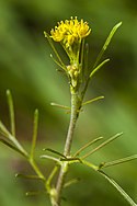 Western tansy-mustard (Descurainia pinnata) (9472118575).jpg