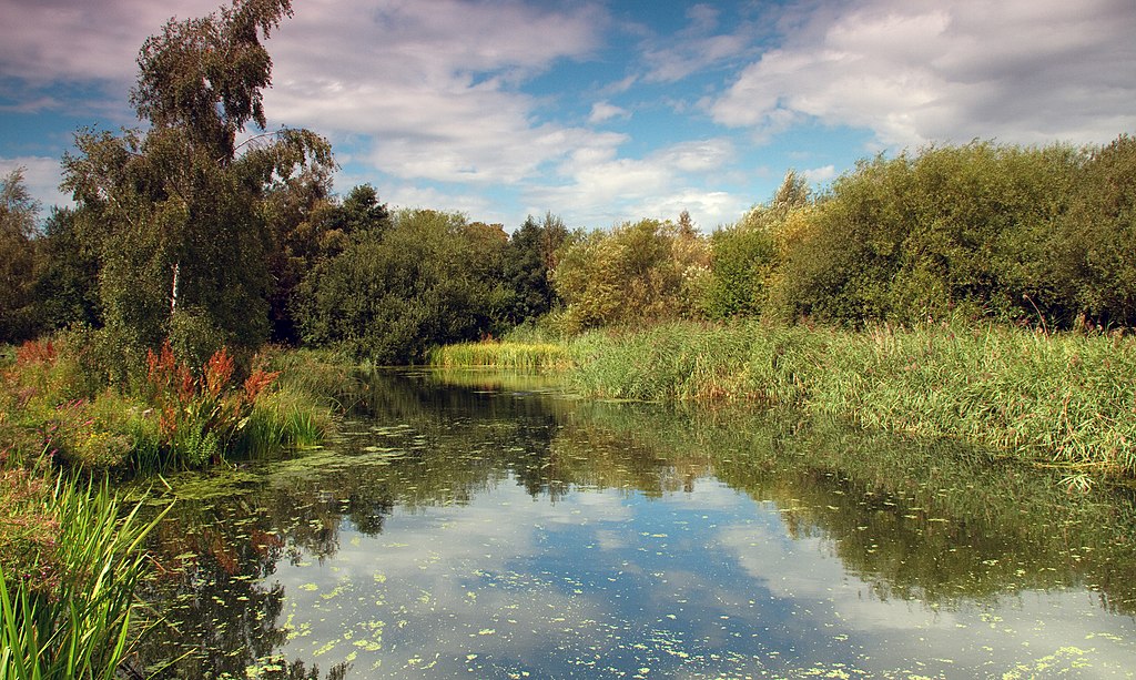 Parc Wetland à Londres : 30 hectares de zones humides. Photo de  Tony Hisgett.