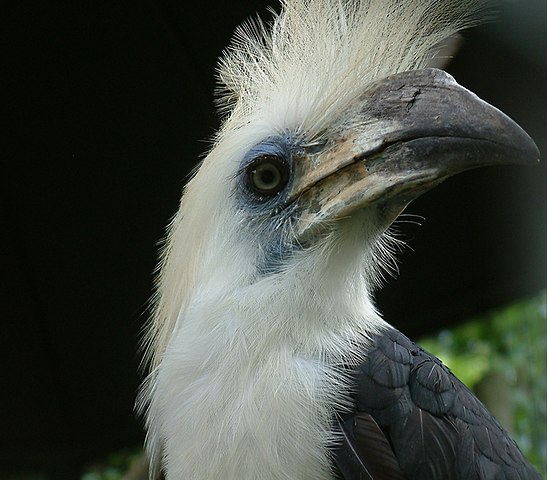 Image result for black and white hornbill in belum