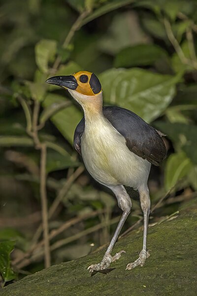 File:White-necked rockfowl (Picathartes gymnocephalus) Nyamebe Bepo 5.jpg