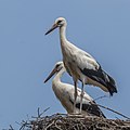 * Nomination White stork (Ciconia ciconia) --Charlesjsharp 15:41, 30 July 2022 (UTC) * Promotion  Support Good quality. --Jakubhal 16:33, 30 July 2022 (UTC)