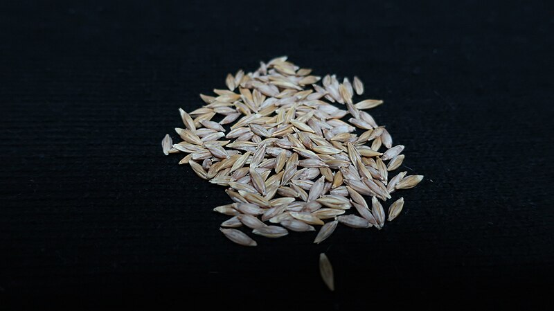 File:Wild barley grains.jpg