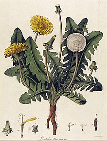 Ilustrasi dandelion