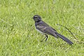 * Nomination Willie wagtail (Rhipidura leucophrys leucophrys) --Charlesjsharp 10:32, 5 March 2024 (UTC) * Promotion  Support Good quality. --Nikride 11:29, 5 March 2024 (UTC)