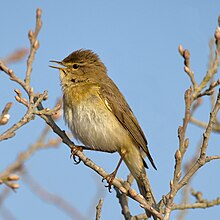 Pochodnia wierzbowa Phylloscopus trochilus.jpg