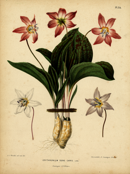 Pl. 34: Erythronium dens canis Linn.