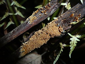 Sociable ocher tube on ostrich fern stems