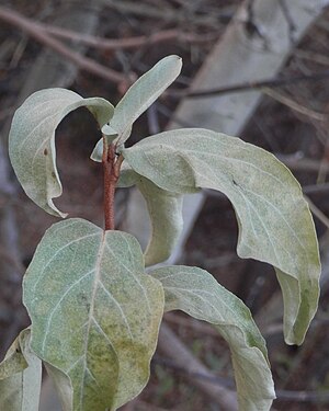 Wolf Willow (Elaeagnus commutata)