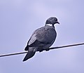 * Nomination Wood pigeon (Columba palumbus) --LexKurochkin 08:30, 14 April 2023 (UTC) * Promotion  Support Good quality. --Ermell 10:03, 15 April 2023 (UTC)