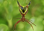 Miniatura para Micrathena sagittata