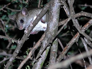 Woodland Thicket-Rat (Grammomys dolichurus) (6042197622).jpg