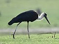 * Nomination Woolly-necked stork walking (Ciconia episcopus), Nagarhole Nat'l Park, Karnataka --Tagooty 02:16, 29 June 2022 (UTC) * Decline  Oppose not sharp --Charlesjsharp 15:37, 2 July 2022 (UTC)