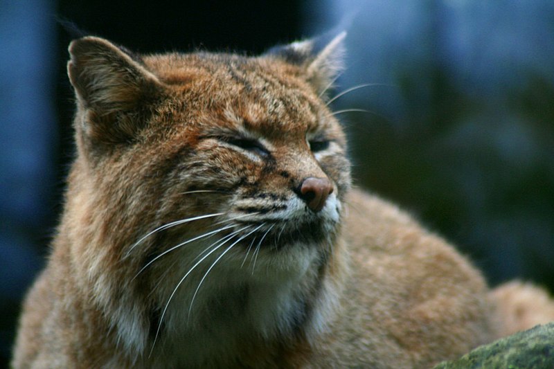 File:Wv-bobcat-2 - West Virginia - ForestWander.jpg