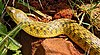 Xenochrophis piscator sal.jpg