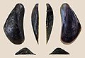 * Nomination Right valve of a mussel, Xenostrobus securis --Llez 07:15, 26 December 2022 (UTC) * Promotion  Support Good quality. --XRay 07:19, 26 December 2022 (UTC)