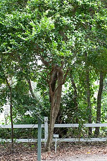 Xylosma maidenii tree.jpg