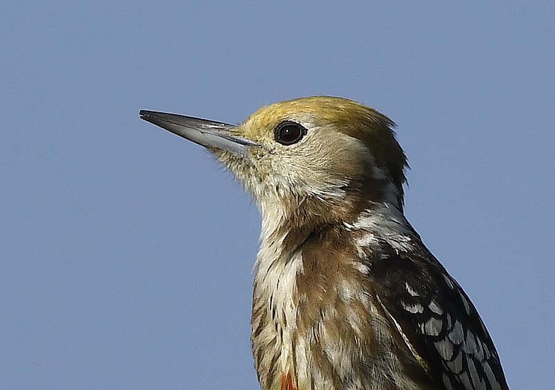 File:Yellow-crowned Woodpecker AMSM6673 YCWP.jpg