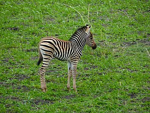 Young Zebra (Equus quagga burchellii) (11682975163).jpg