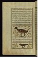 ウォルターズ美術館所蔵の写本 (W.659) における「七面鳥とAbu Haruzなる鳥」の頁[13]