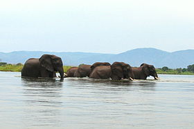 Zambezi – Elephants crossing the river 12.11.2009.jpg