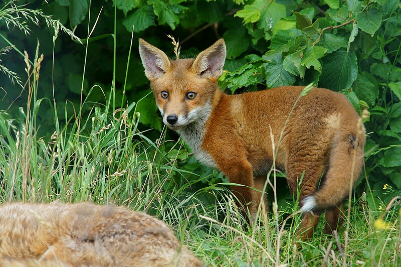 File:"I'll hide behind Dad" - geograph.org.uk - 2464358.jpg