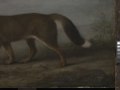 'Portrait of a Large Dog' (Dingo) RMG L6684-007.tiff