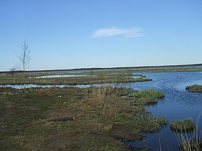 pântano de Sestroretsk