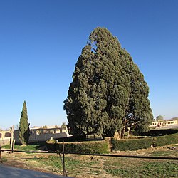 سرو ابرکوه (2) .JPG