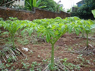 <i>Amorphophallus paeoniifolius</i> species of plant