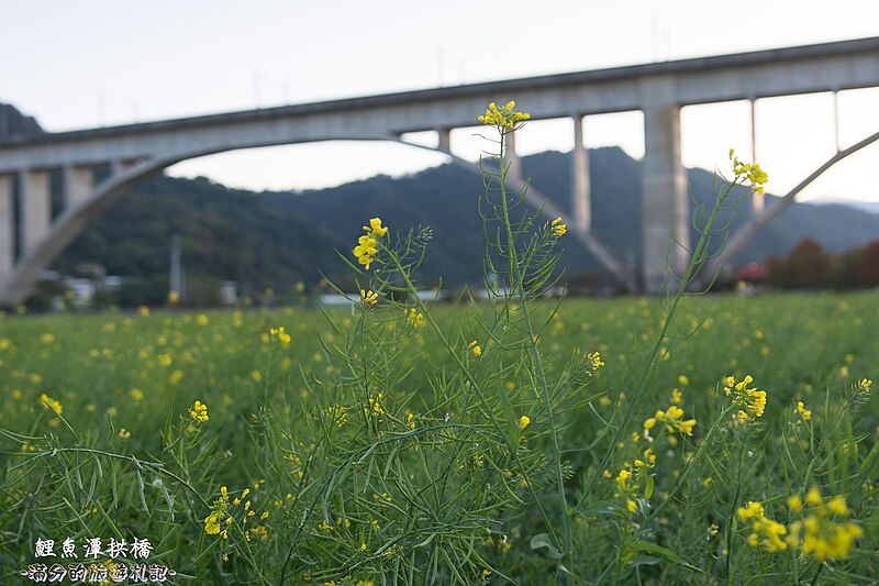 File:【苗栗景點】鯉魚潭拱橋-油菜花田 (31724465014).jpg