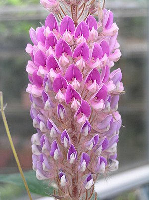 貓尾草 Uraria crinita -香港嘉道理農場 Kadoorie Farm, Hong Kong- (9198167745).jpg