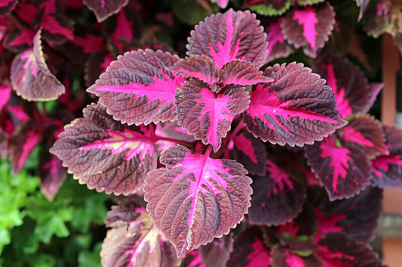 File:00 3363 Buntnessel (Coleus scutellarioides).jpg