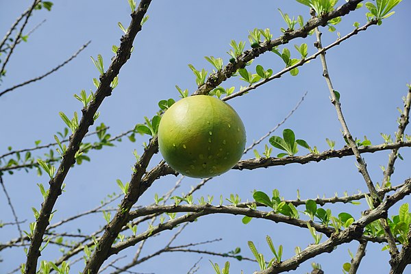 A maja fruit growing near Trowulan. The bitter-tasting fruit is the origin of the kingdom's name.